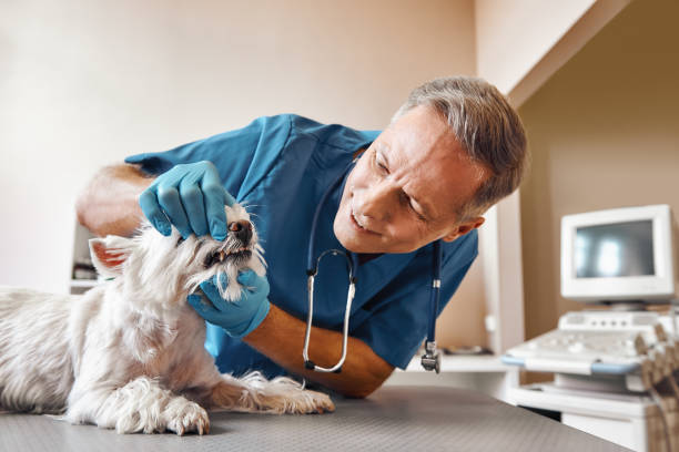 Best Emergency Broken Tooth Repair in Fairwood, WA